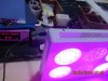 Evergrow 8 spots LED grow light 4 spots on 97.2W at 220V.JPG