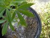 mites 004.JPG