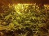 grow2.jpg