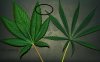 sativa-vs-indica.jpg sativa-vs-indica.jpg