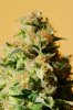 StrawBan1 TipBright - Harvest (850x1280).jpg StrawBan1 TipBright - Harvest (850x1280).jpg