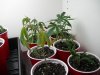 DSCN3867.jpg