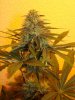 thicbuds-albums-my-first-grow-picture24080-day-71-seed-day-31.jpg