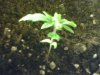 plant pic1.jpg