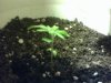 plant pic 2.jpg