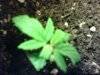 plant pic 3.jpg