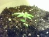 plant pic 4.jpg