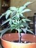 flowering clone.jpg