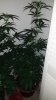 20140512_111448.jpg 20140512_111448.jpg
