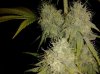 pw lower nugs2.jpg