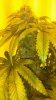 20140519_191345.jpg 20140519_191345.jpg