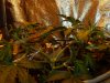 DSCN3584.jpg