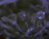 Eye Clops-Trich-Shot-08-11-29@1 023.jpg