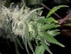 k skunk x ogskunk 1 G 3.jpg k skunk x ogskunk 1 G 3.jpg