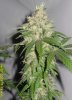 kskunk x ogskunk 1 I 6.jpg kskunk x ogskunk 1 I 6.jpg