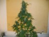 #8 at 56 days flowering & 81 days total 003.jpg
