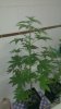 IMAG1131_cleaned.jpg