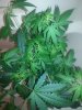 20140602_023249.jpg