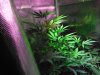 Day 9 of flower with the hydro grow 005.JPG