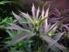 Day 9 of flower with the hydro grow 006.JPG