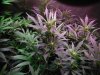 Day 9 of flower with the hydro grow 009.JPG