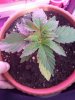 Bagseed1 Day15.jpg