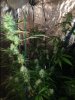 Dutch Treat.jpeg