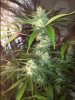 pineapplekush.jpeg