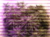 day 34 flower.jpg