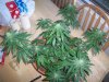 100_1391.jpg