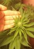 white widow.jpg