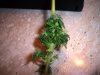 100_1106.jpg