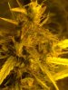 bud 11 weeks.jpg