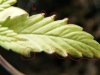 6 close brown spots.jpg