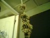 Picture0003.jpg