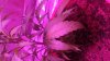 DSCF0366.JPG