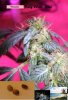 HBWR Hawiian Baby Woodrose Week 2 flowering..JPG
