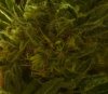 Seeds 01.jpg