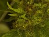 Seeds 02.jpg