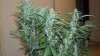 slick420 auto grow 021.jpg