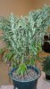 slick420 auto grow 022.jpg