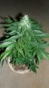 slick420 auto grow 037.jpg