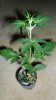 slick420 auto grow 029.jpg