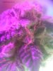 Purple Monkey kush pheno.JPG