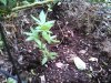 IMG_20140610_165529_689.jpg