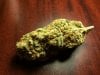 Local Bud 2.JPG Local Bud 2.JPG