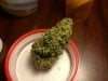 Red #4 Bud.JPG Red #4 Bud.JPG