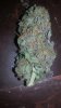 bud pic.jpg
