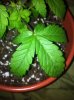 black spot and stripe.JPG