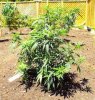 june9, Durban Poison + U.K. Cheese.jpg